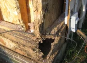 Alasan Harus Menggunakan Jasa Anti Rayap Profesional