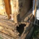 Alasan Harus Menggunakan Jasa Anti Rayap Profesional
